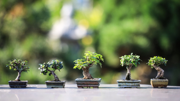 bonsai-4634225_1280